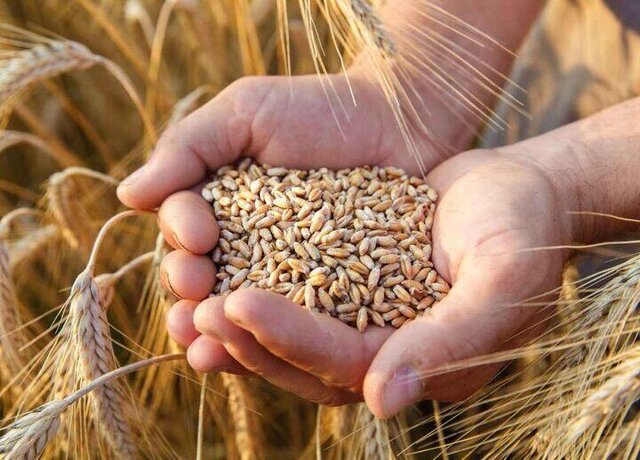 ۴۲۹ هزار هکتار زمین در استان زیر کشت گندم رفته است.