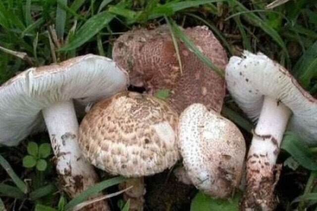 مسمومیت با قارچ های سمی در استان ادامه دارد