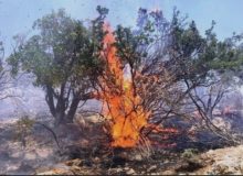 برخورد قضایی با عامل آتش‌سوزی صحنه
