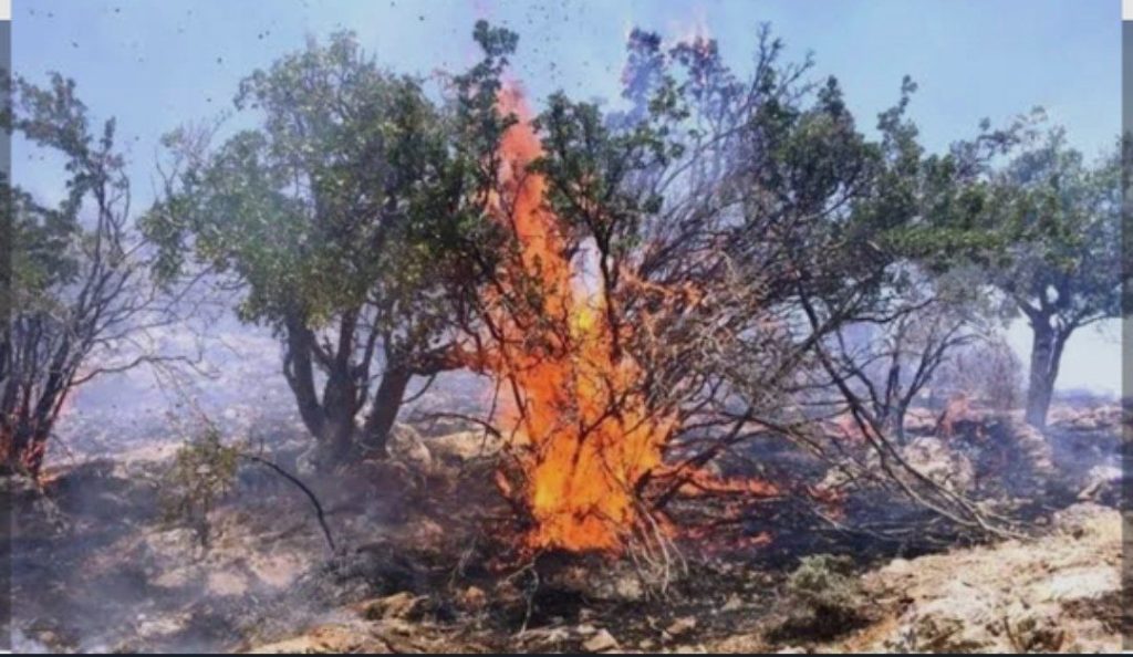 برخورد قضایی با عامل آتشسوزی صحنه
