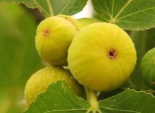 پیش‌بینی تولید ۷ هزار تن انجیر در کرمانشاه